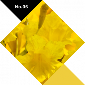 No.06　YELLOW（黄）