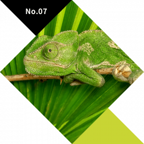 No.07　YELLOW-GREEN（黄緑）